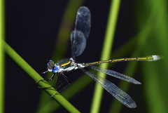 Lestes sponsa