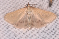 Loxostege turbidalis