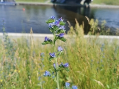 Echium vulgare