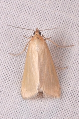 Loxostege turbidalis