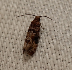 Lobesia xylistis