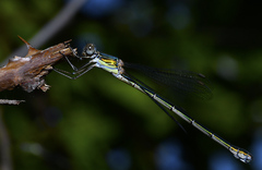 Chalcolestes viridis