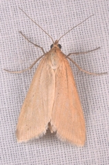 Loxostege turbidalis