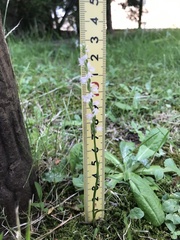 Spiranthes australis