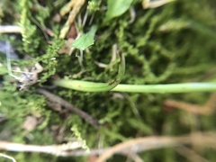 Spiranthes australis
