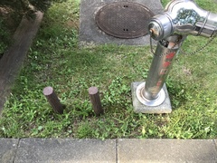 Spiranthes australis