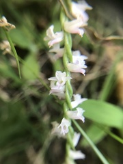 Spiranthes australis