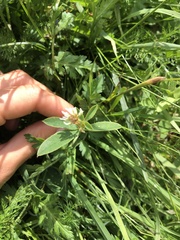 Trifolium montanum