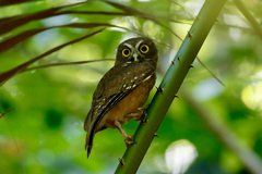 Ninox ochracea