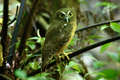 Ninox ochracea