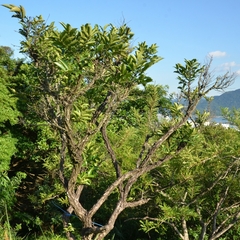 Glochidion lanceolarium