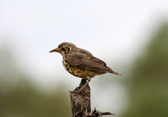 Turdus simensis