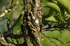 Glochidion lanceolarium