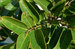 Glochidion lanceolarium