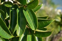 Glochidion lanceolarium