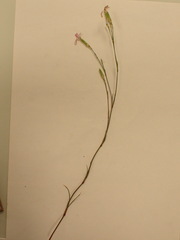 Dianthus longicaulis