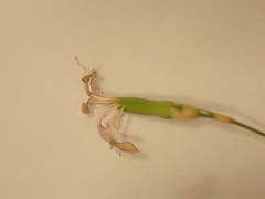 Dianthus longicaulis