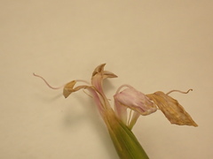 Dianthus longicaulis