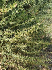 Noaea mucronata