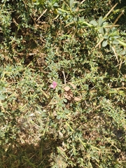 Noaea mucronata