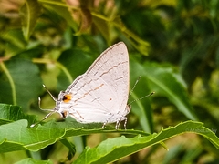 Hypolycaena philippus philippus