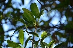 Garcinia oblongifolia
