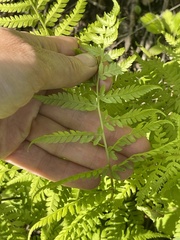 Athyrium yokoscense