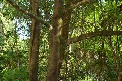 Garcinia oblongifolia