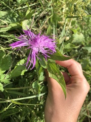 Centaurea nervosa