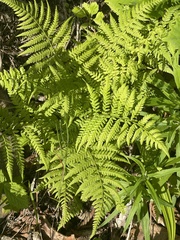 Athyrium yokoscense