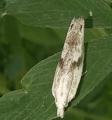 Eucosma metzneriana