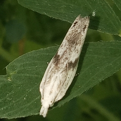 Eucosma metzneriana