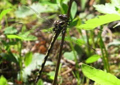 Cordulegaster obliqua