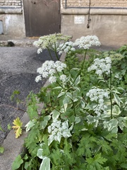 Aegopodium podagraria