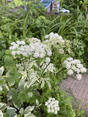 Aegopodium podagraria