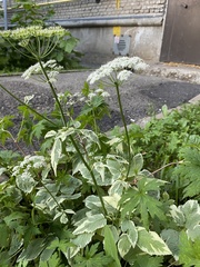 Aegopodium podagraria