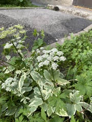 Aegopodium podagraria