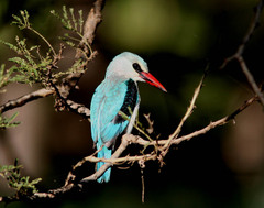 Halcyon senegalensis