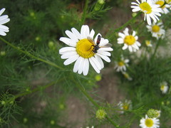 Tripleurospermum inodorum
