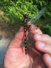 Cordulegaster dorsalis