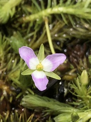 Mayaca fluviatilis