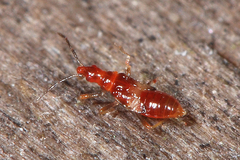 Loricula