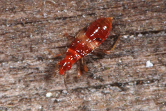 Loricula