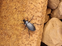 Carabus clatratus
