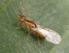 Epichrysomallidae