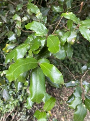 Elaeagnus formosana
