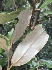 Elaeagnus formosana
