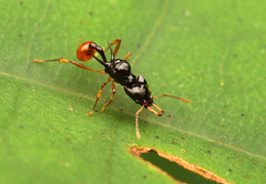 Orectognathus szentivanyi