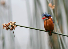Corythornis cristatus