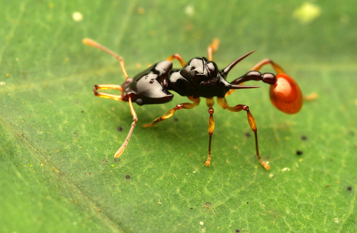 Orectognathus szentivanyiOrectognathus szentivanyi